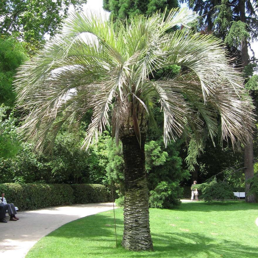 Butia Palm